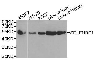 Western blot analysis of extracts of various cell lines, using SELENBP1 antibody (ABIN5970564) at 1/1000 dilution. (SELENBP1 Antikörper)