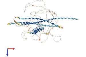 Ankyrin Repeat Domain 30A (ANKRD30A) (AA 1-1397) protein (His tag)