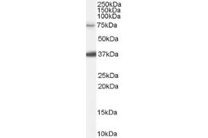 Image no. 1 for anti-Neural Precursor Cell Expressed, Developmentally Down-Regulated 1 (NEDD1) (Internal Region) antibody (ABIN375217) (NEDD1 Antikörper  (Internal Region))