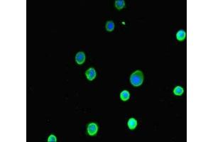 Immunofluorescent analysis of MCF-7 cells using ABIN7143597 at dilution of 1:100 and Alexa Fluor 488-congugated AffiniPure Goat Anti-Rabbit IgG(H+L)