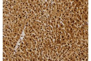 ABIN6277676 at 1/100 staining Mouse liver tissue by IHC-P. (FLI1 Antikörper  (Internal Region))