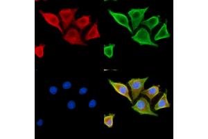 ABIN7095352 and ABIN7099409 staining HepG2 cells by IF/ICC. (SCARA5 Antikörper)