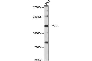 Western blot analysis of extracts of 293T cells, using P antibody (ABIN6133111, ABIN6145155, ABIN6145156 and ABIN6216380) at 1:3000 dilution. (PACS1 Antikörper  (AA 420-560))