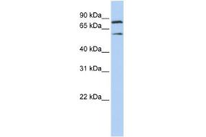 WB Suggested Anti-PEO1 Antibody Titration:  0. (C10orf2 Antikörper  (Middle Region))