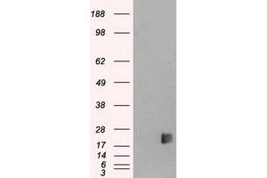 HEK293T cells were transfected with the pCMV6-ENTRY control (Left lane) or pCMV6-ENTRY NEUROG3 (Right lane) cDNA for 48 hrs and lysed. (Neurogenin 3 Antikörper)