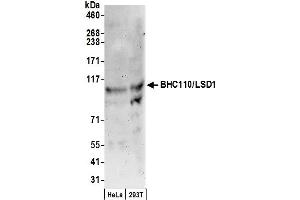 Western Blotting (WB) image for anti-Lysine (K)-Specific Demethylase 1A (KDM1A) (C-Term) antibody (ABIN7449396)