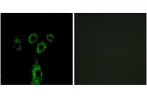 Immunofluorescence (IF) image for anti-G Protein-Coupled Receptor Associated Sorting Protein 1 (GPRASP1) (AA 741-790) antibody (ABIN2890348) (GPRASP1 Antikörper  (AA 741-790))