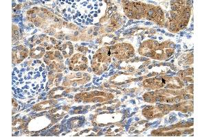 NEDD9 antibody was used for immunohistochemistry at a concentration of 4-8 ug/ml to stain Epithelial cells of renal tubule (arrows) in Human Kidney. (NEDD9 Antikörper  (Middle Region))