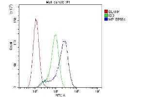 anti-Mannose Phosphate Isomerase (MPI) (AA 2-99) antibody
