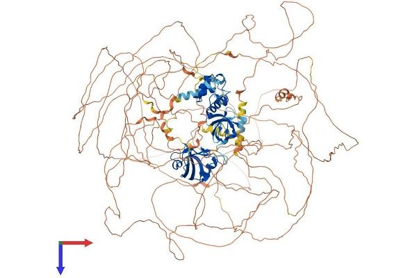 SHANK2 Protein (AA 1-1476) (His tag)