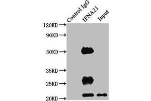 Immunoprecipitating IFNA21 in HEK293 whole cell lysate Lane 1: Rabbit control IgG instead of ABIN7156565 in HEK293 whole cell lysate. (IFNA21 Antikörper  (AA 24-189))