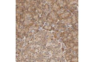 Immunohistochemical staining (Formalin-fixed paraffin-embedded sections) of human pancreas with EPS8 polyclonal antibody  shows cytoplasmic positivity in exocrine glandular cells and islet cells. (EPS8 Antikörper)