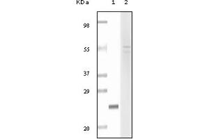 Western Blotting (WB) image for anti-Fibulin 5 (FBLN5) (truncated) antibody (ABIN2464054) (Fibulin 5 Antikörper  (truncated))