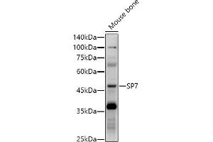 Western blot analysis of extracts of Mouse bone, using SP7 antibody (ABIN7270510) at 1:1000 dilution. (SP7 Antikörper)