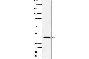 Western blot analysis of IL-33 expression in mouse lung cell lysate.