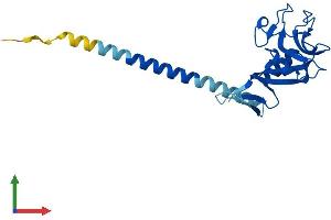 Protein Structure (PS) image for C-Type Lectin Domain Family 6, Member A (CLEC6A) (AA 1-209) protein (His tag) (ABIN7546592)