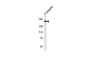 Western blot analysis of lysate from human plasma tissue lysate, using ATRN Antibody (N-term) (ABIN6242196 and ABIN6577597). (Attractin Antikörper  (N-Term))