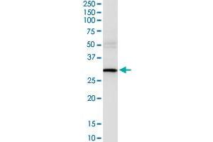 Western Blotting (WB) image for anti-Ubiquitin-Conjugating Enzyme E2Z (UBE2Z) (AA 1-259) antibody (ABIN949481)