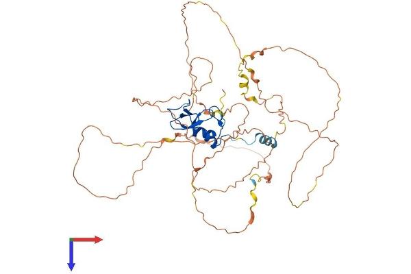 RNF38 Protein (AA 1-515) (His tag)