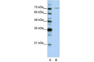 PRPF3 antibody used at 0.