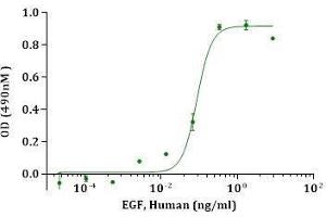 EGF, Human stimulates cell proliferation of the Balb/3T3 Cells.