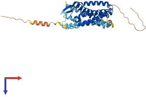 CCR4 Protein (AA 1-360) (His tag)