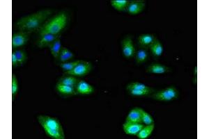 Immunofluorescence (IF) image for anti-Alanyl (Membrane) Aminopeptidase (ANPEP) (AA 34-219) antibody (ABIN7144005)