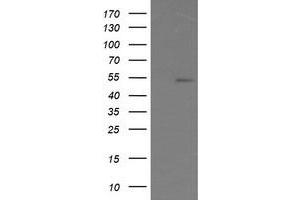 Image no. 2 for anti-ERG, ETS transcription factor (ERG) antibody (ABIN1498077) (ERG Antikörper)