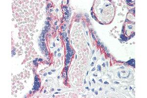 Anti-BOD1 antibody IHC staining of human placenta. (BOD1 Antikörper  (AA 91-101))