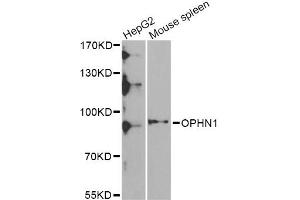 Western blot analysis of extracts of various cell lines, using OPHN1 Antibody (ABIN5975449) at 1/1000 dilution.