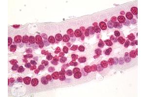 Anti-HIST1H3D antibody IHC staining of human small intestine. (HIST1H3D Antikörper  (AA 1-61))