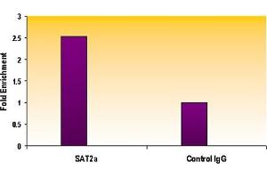 Histone H3 trimethyl Lys9 antibody tested by ChIP analysis. (Histone 3 Antikörper  (3meLys9))