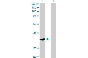 Western Blot analysis of PLSCR1 expression in transfected 293T cell line by PLSCR1 MaxPab polyclonal antibody. (PLSCR1 Antikörper  (AA 1-318))
