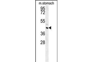 FE Antibody (C-term) (ABIN651998 and ABIN2840489) western blot analysis in mouse stomach tissue lysates (15 μg/lane). (FAM26E Antikörper  (C-Term))
