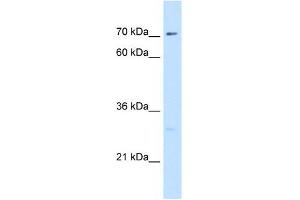 Ctp Synthase antibody used at 5 ug/ml to detect target protein. (CTP Synthase Antikörper  (N-Term))