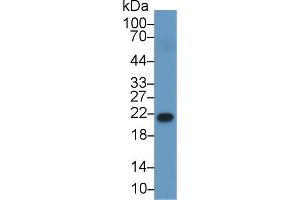 Western Blotting (WB) image for anti-Retinol Binding Protein 4, Plasma (RBP4) (AA 18-201) antibody (ABIN1078482)