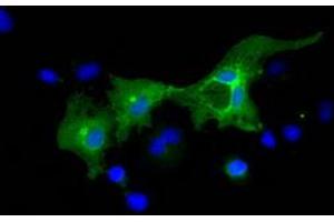 Anti-L1CAM mouse monoclonal antibody (ABIN2453218) immunofluorescent staining of COS7 cells transiently transfected by pCMV6-ENTRY L1CAM (RC211601). (L1CAM Antikörper)