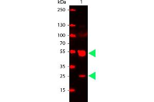 Western Blotting (WB) image for Goat anti-Rat IgG antibody (Cy5) - Preadsorbed (ABIN6699134)