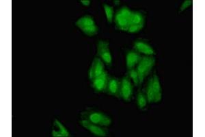 Immunofluorescent analysis of Hela cells using ABIN7151479 at dilution of 1:100 and Alexa Fluor 488-congugated AffiniPure Goat Anti-Rabbit IgG(H+L) (ELAVL2 Antikörper  (AA 4-356))
