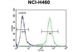 Flow cytometric analysis of NCI-H460 cells using Lipocalin-9 Antibody (N-term) Cat. (LCN9 Antikörper  (N-Term))
