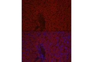 Immunofluorescence analysis of mouse liver cells using F10 Rabbit pAb (ABIN7266422) at dilution of 1:100 (40x lens). (Coagulation Factor X Antikörper  (AA 41-300))