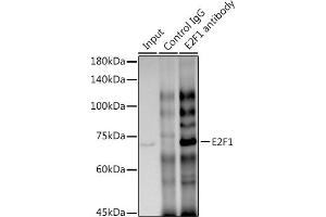 Immunoprecipitation analysis of 300 μg extracts of HT-29 cells using 3 μg E2F1 antibody (ABIN7266873). (E2F1 Antikörper)
