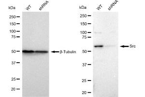 Western blotting analysis using Src antibody (ABIN7800054).
