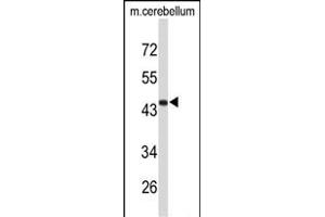 Western blot analysis of FMOD Antibody (C-term) (ABIN653190 and ABIN2842740) in mouse cerebellum tissue lysates (35 μg/lane). (Fibromodulin Antikörper  (C-Term))