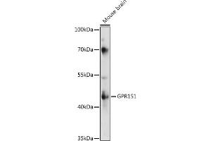 Western blot analysis of extracts of various cell lines, using GPR151 antibody (ABIN7267296) at 1:1000 dilution. (GPR151 Antikörper  (AA 310-419))