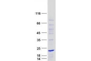 Western Blotting (WB) image for Brain Expressed, X-Linked 1 (BEX1) protein (Myc-DYKDDDDK Tag) (ABIN2715254)