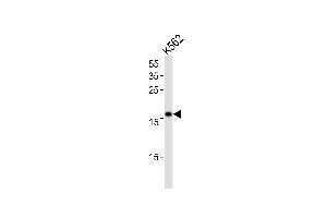 POLE3 Antikörper  (N-Term)