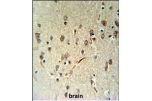 LIMD2 Antibody (N-term) (ABIN651242 and ABIN2840151) IHC analysis in formalin fixed and paraffin embedded human brain tissue followed by peroxidase conjugation of the secondary antibody and DAB staining.