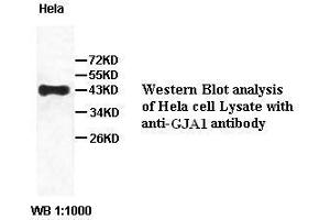 Image no. 2 for anti-Gap Junction Protein, alpha 1, 43kDa (GJA1) antibody (ABIN791219) (Connexin 43/GJA1 Antikörper)