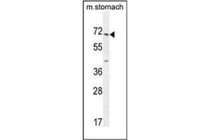Western blot analysis of ESCO2 Antibody  in mouse stomach tissue lysates (35ug/lane). (ESCO2 Antikörper  (Middle Region))